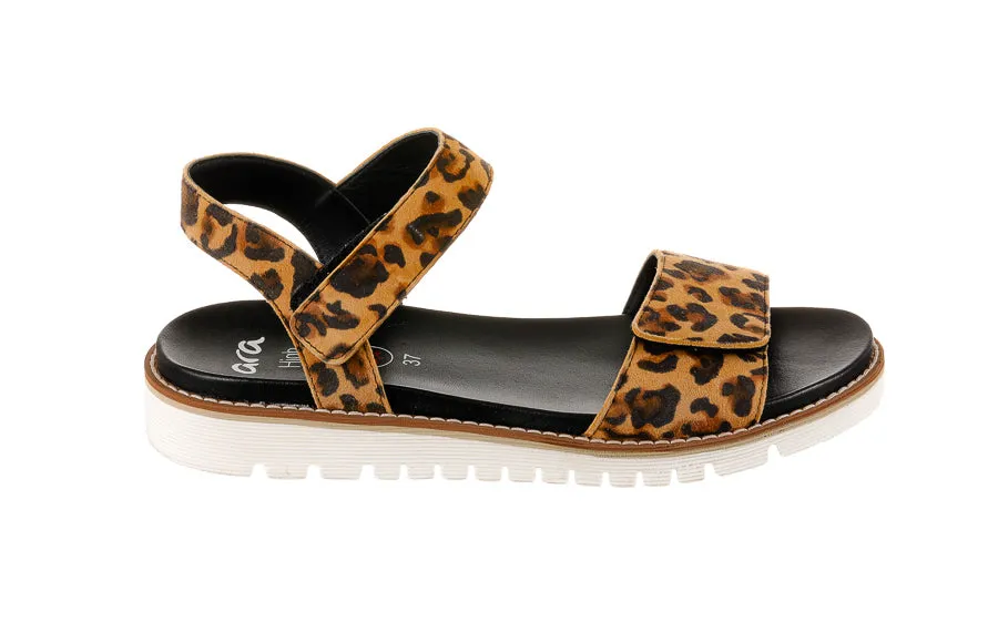 Ara Draco Leopard
